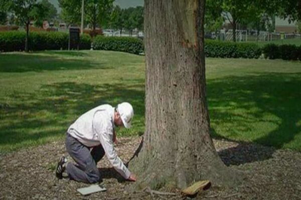 Photo of Arborist Evaluating the Health of a Tree