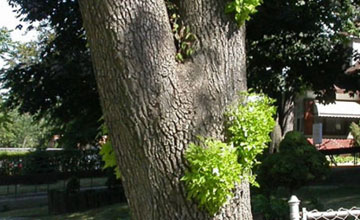 Epicormic Sprouting caused by the Emerald Ash Borer