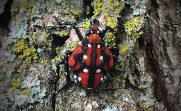 spotted lanternfly nymph