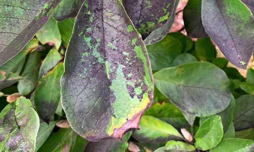 leaves damaged by the Spotted Lanternfly