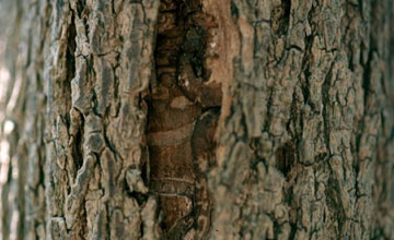 Photo of Vertical Split in Tree Bark