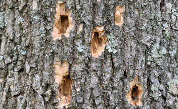 woodpecker feeding caused by Emerald Ash Borer Infestation