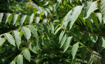 Tree of Heaven attracts the Spotted Lanternfly