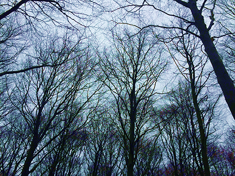 Photo of Trees in Winter Sky