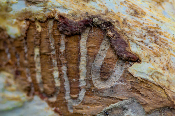 Evidence of Emerald Ash Borer