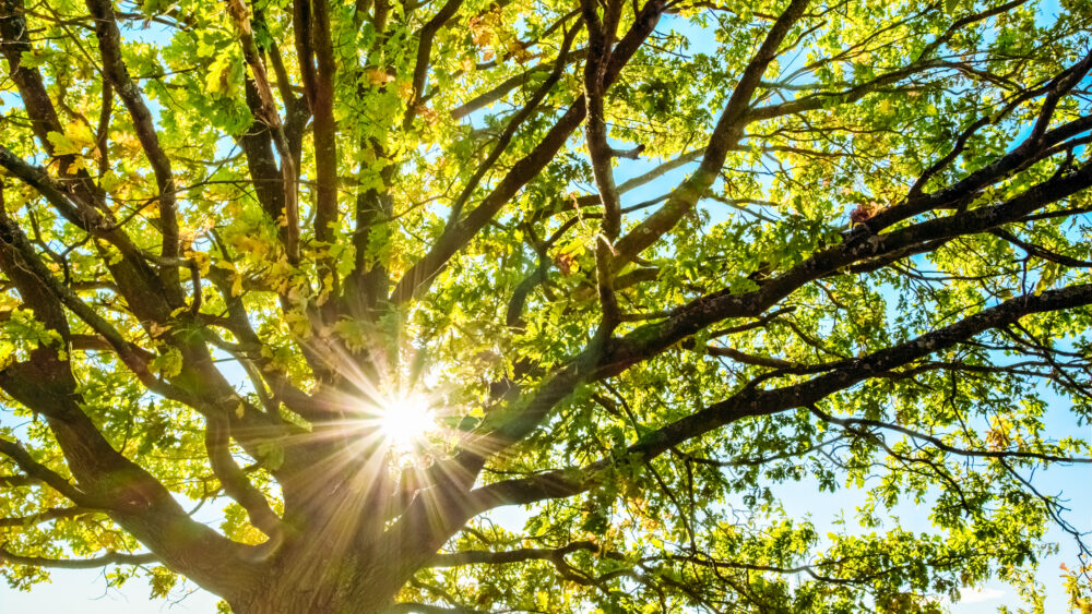 Oak Tree Shining in Sunshine