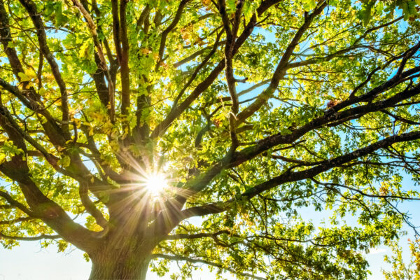 Oak Tree Shining in Sunshine