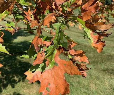 bacterial leaf scorcher