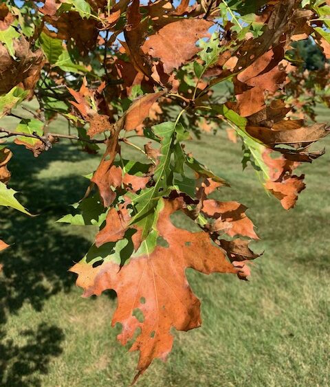 bacterial leaf scorcher