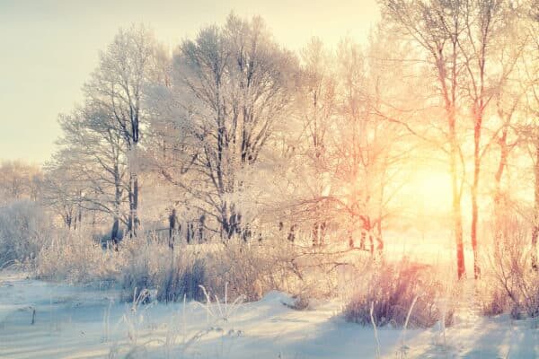 Winter Tree Landscape