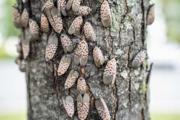 Swarm of spotted lantern flies on tree.