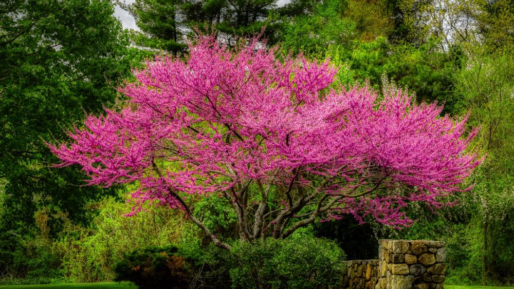 Eastern Redbud Tree