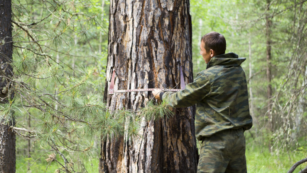 Measuring the diameter of a tree