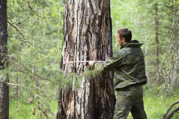 Measuring the diameter of a tree