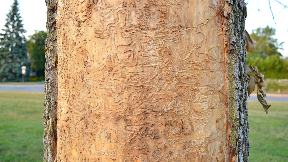 Tree trunk with emerald ash borer damage