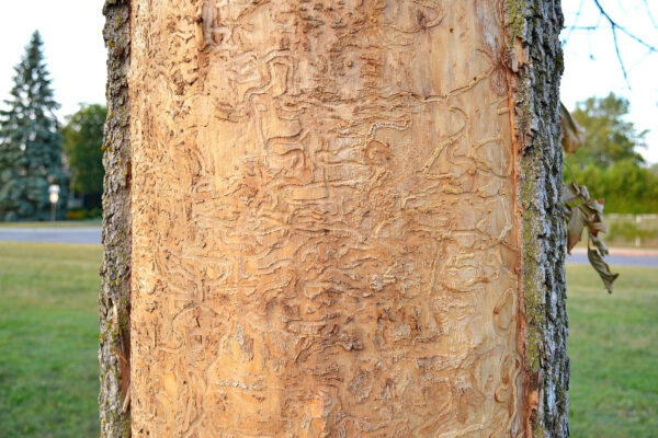 Tree trunk with emerald ash borer damage