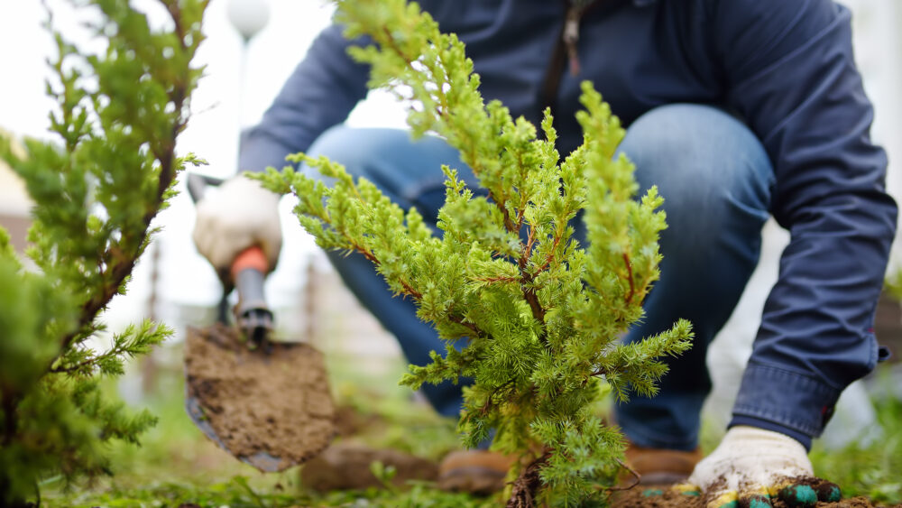 Gardener planting a juniper plant