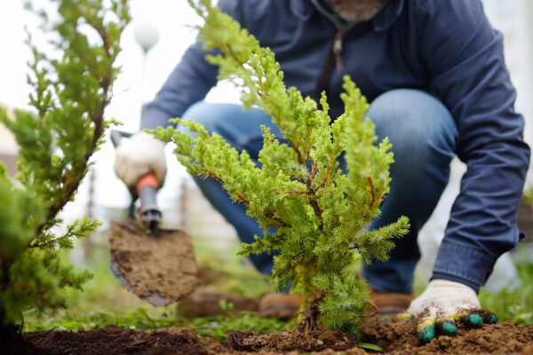 Gardener planting a juniper plant