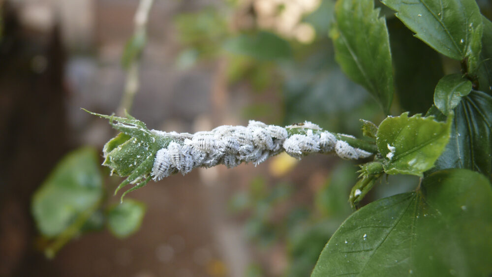 Insects on plant