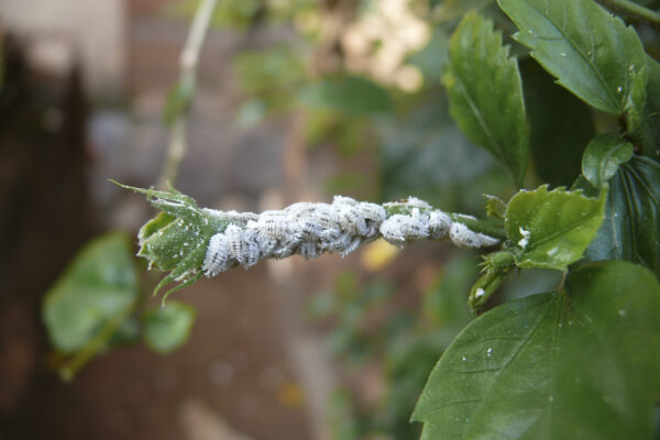 Insects on plant