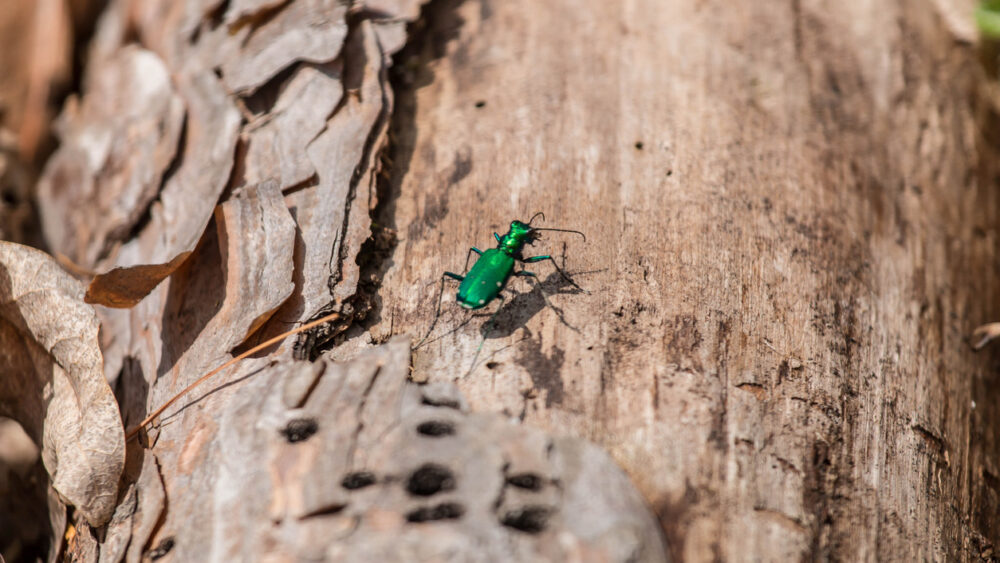 Six-spotted tiger beetle