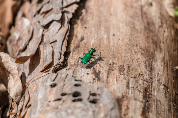 Six-spotted tiger beetle