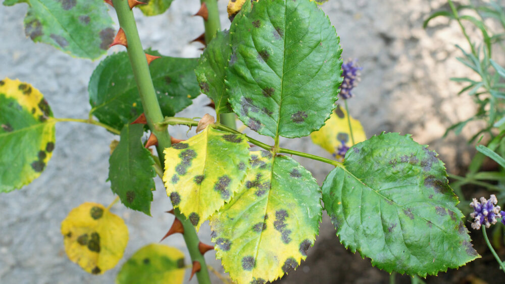 Diplocarpon rosae, rose black spot disease