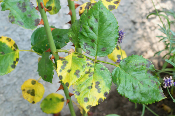 Diplocarpon rosae, rose black spot disease