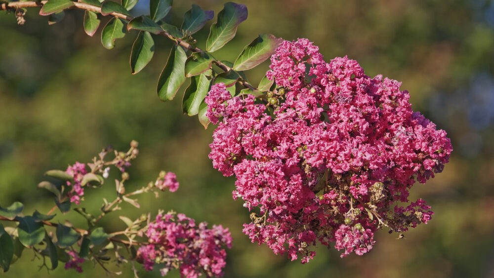 photo of Crape Myrtle flowers