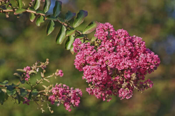 photo of Crape Myrtle flowers