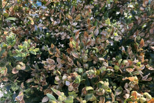 boxwood leafminer damage