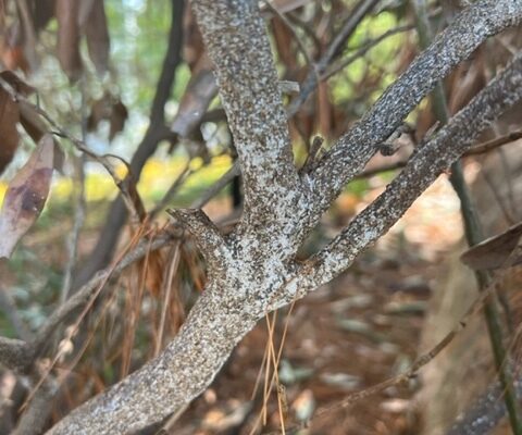 tree with white prunicola scale