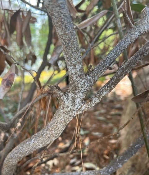 tree with white prunicola scale