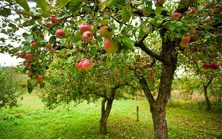 apple tree