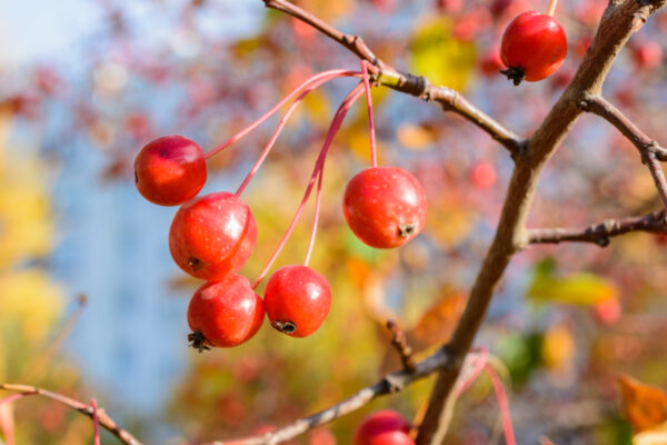 Autumn Crab Apple Tree