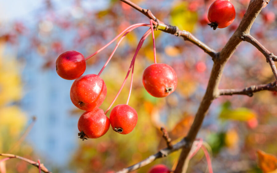 Autumn Crab Apple Tree