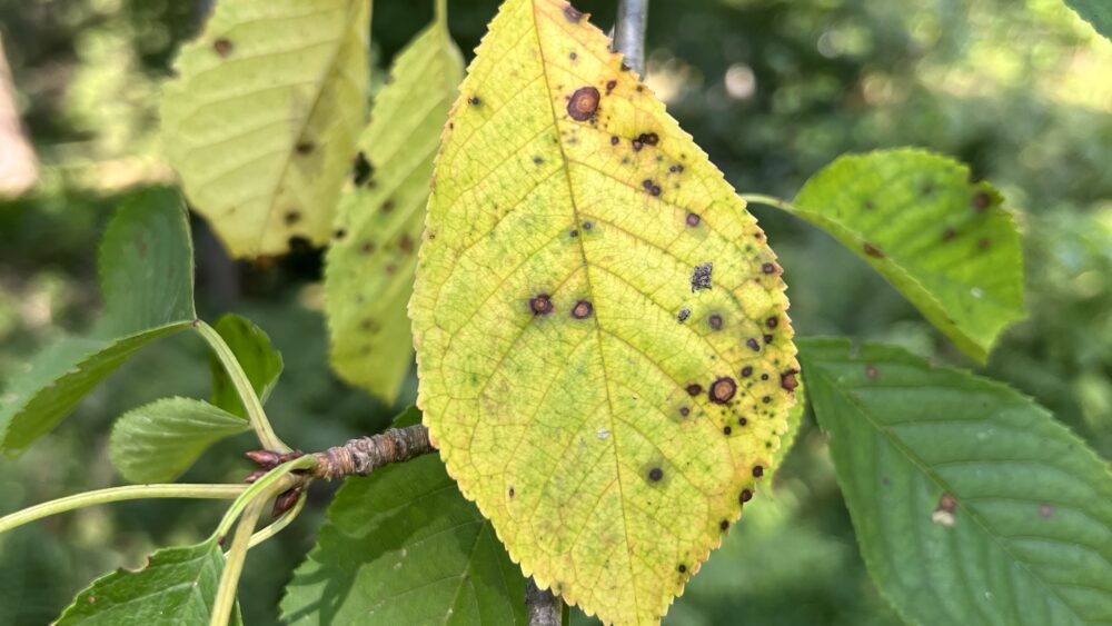 Cherry Leafspot