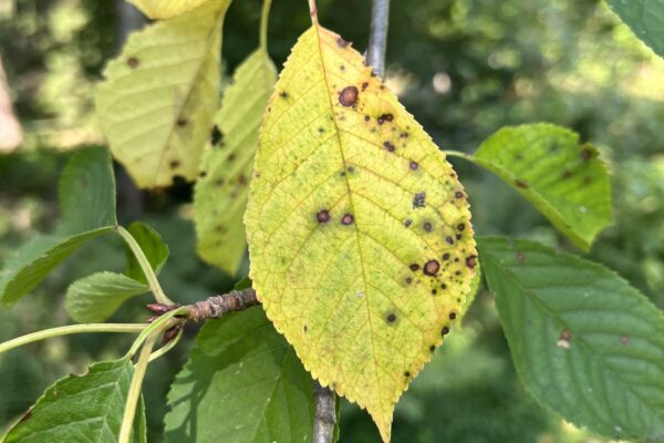 Cherry Leafspot