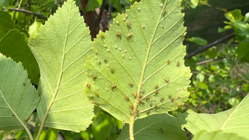 Aphids in West Chester PA