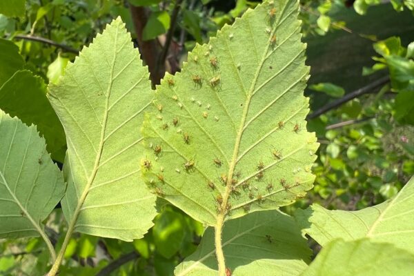 Aphids in West Chester PA