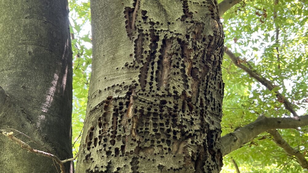 Dutch Elm Disease