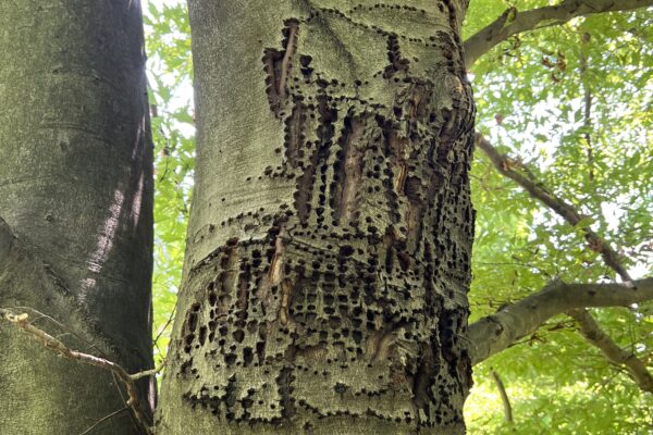 Dutch Elm Disease