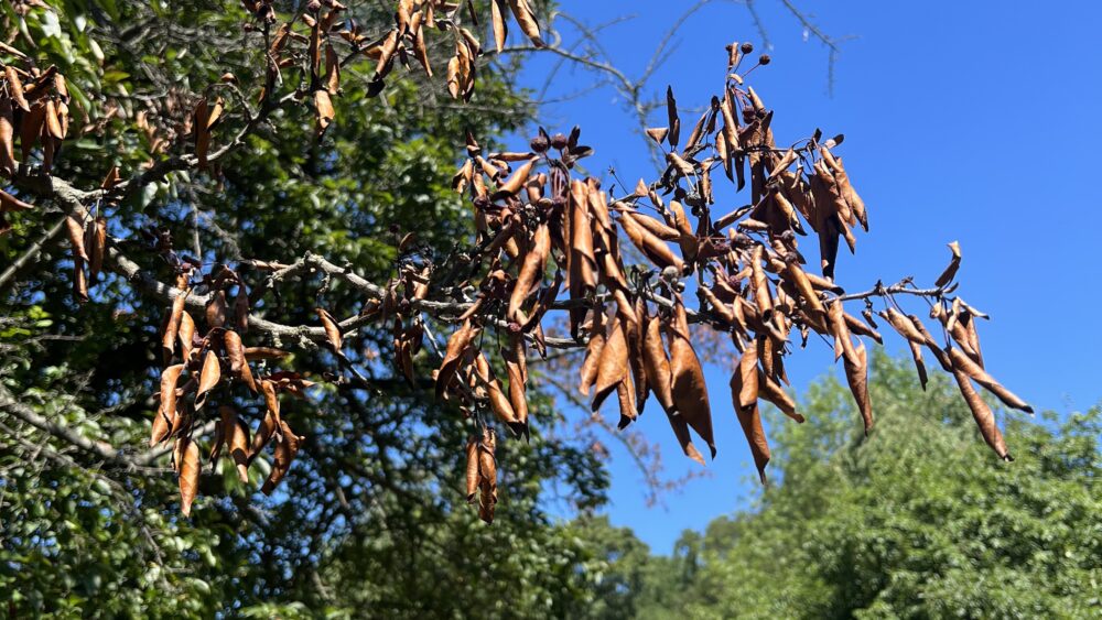 Fire Blight in West Chester PA