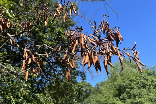 Fire Blight in West Chester PA