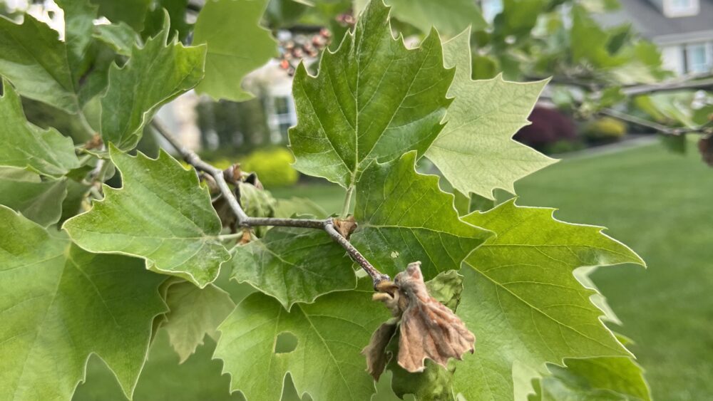 Sycamore Anthracnose in West Chester PA