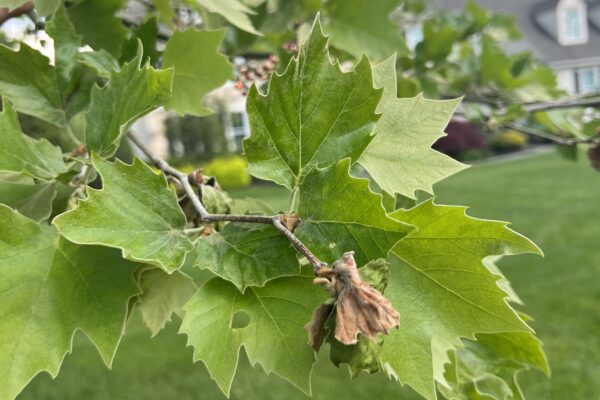 Sycamore Anthracnose in West Chester PA