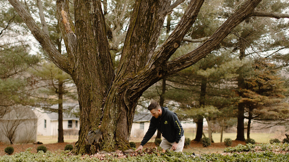 how to water mature trees during drought