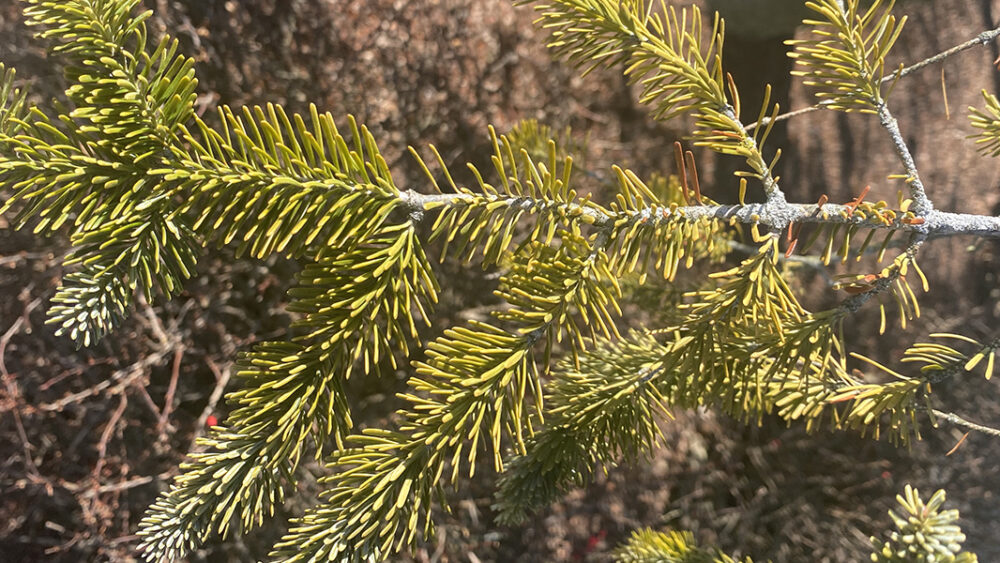 parasitic plants on trees