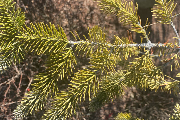 parasitic plants on trees