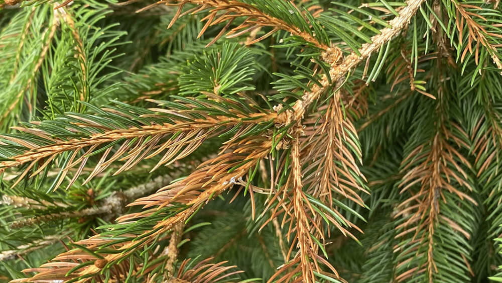 shrubs turning brown